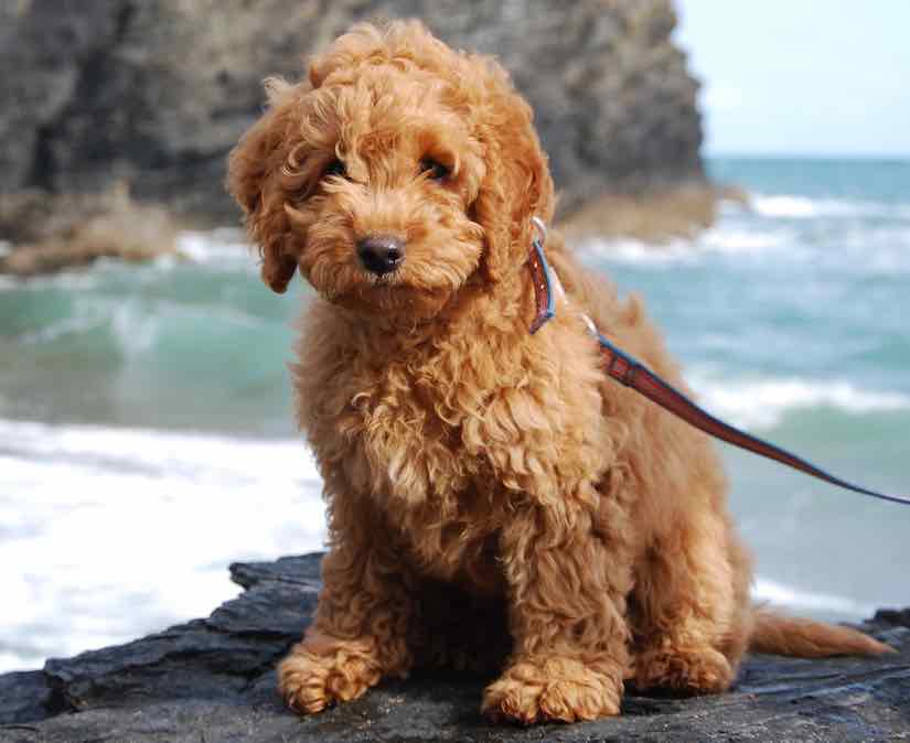 Friendly Cockapoo puppy