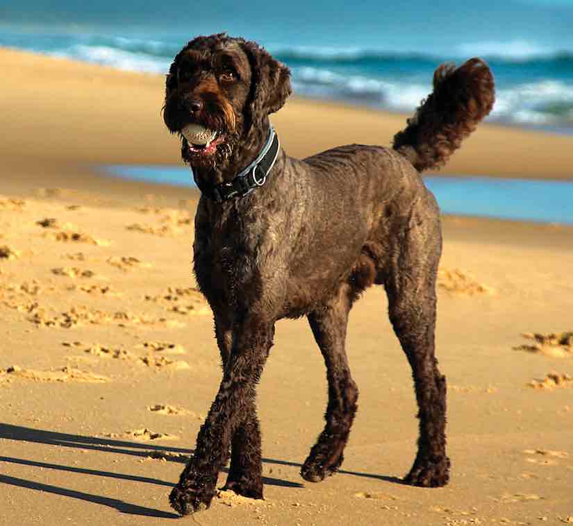 Labradoodle - a popular designer dog breed